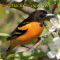 Exotische Vogelwelt 4. Vom Adeliepinguin bis zum Weischeitelrtel audio book by Karl-Heinz Dingler
