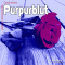 Purpurblut audio book by Carola Kickers