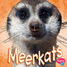 Meerkats