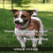 Have Fun Training your Jack Russell Terrier Puppy & Dog (Unabridged) audio book by Vince Stead