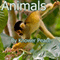 Animals (Unabridged) audio book by Knower Peace